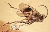 Fossil Parasitoid (Nightshade) Wasp (Evaniidae) In Baltic Amber #357914-1
